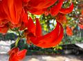 Red Jade Vine