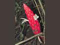 Red Narrow-Pinecone Ginger