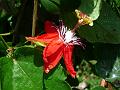 Red Passion Flower