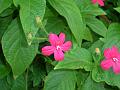 Red Ruellia