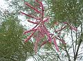 Red Tamarisk