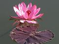 Red Water Lily