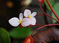 Red and White Begonia