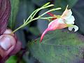 Red-Spur White Balsam