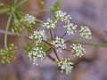 Rigid Hogweed