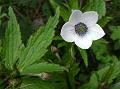 River Anemone