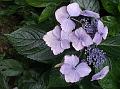 Robust Hydrangea