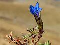 Roopkund Gentian