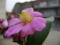 Rose Cactus