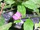 Rose Evening Primrose