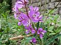 Rosebay Willow-Herb