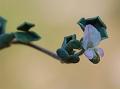 Rosy Bush Pea