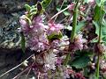 Rosy Dodder