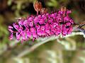 Rosy Dwarf Seidenfaden Orchid