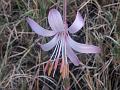 Rosy Himalayan Lily