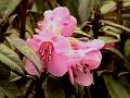 Rosy Rhododendron