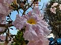 Rosy Trumpet Tree