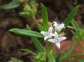 Rough Diamond Flower