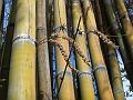 Rough Giant Bamboo