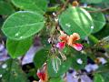 Round-Leaf Alyce Clover