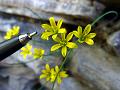 Rounded-Petal Yellow Star