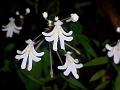Roundleaf Balsam