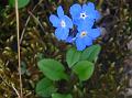 Roundleaf Forget-Me-Not