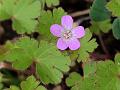 Roundleaf Geranium