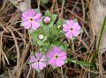 Roundleaf Rock Jasmine