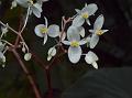 Ruby Begonia