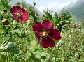 Ruby Cinquefoil