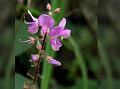 Rufous Uraria