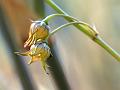 Rush Milkweed