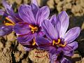 Saffron Crocus