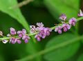 Sal Leaved Desmodium