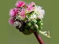 Salad Burnet