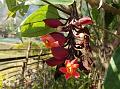 Scarlet Clock Vine