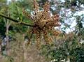 Schefflera Vine