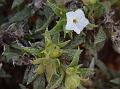 Seaforth Heliotrope