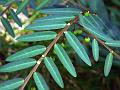 Seed Under Leaf