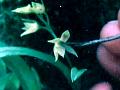 Sessa Dendrobium