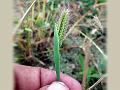 Shaggy Finger Grass