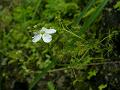 Shield Sundew