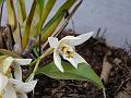 Shining Coelogyne