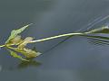 Shining Pondweed