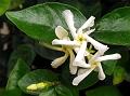 Shining Star Jasmine