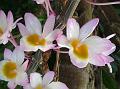 Shoe-Lip Dendrobium