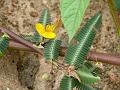 Shola Pith Plant