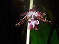 Short Spurred Calanthe