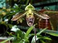 Short-Lip Slipper Orchid